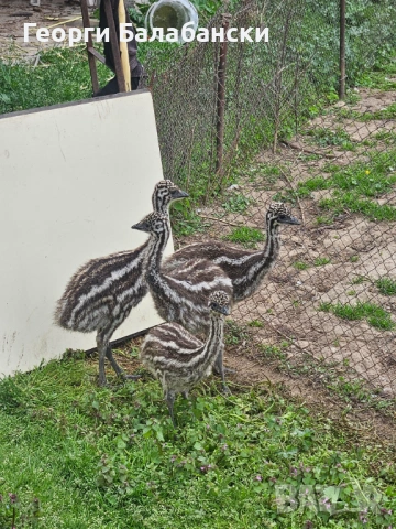 Продавам Ему