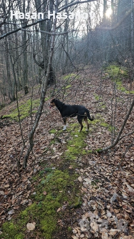 женска на 1г.8м работи на заек и сърни , снимка 3 - Други - 53249357