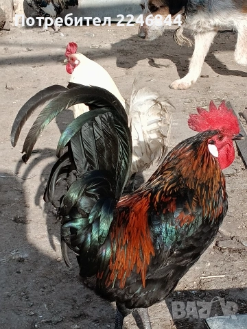 Продавам млади петлета само за 7,50, снимка 10 - Кокошки и пуйки - 53942038