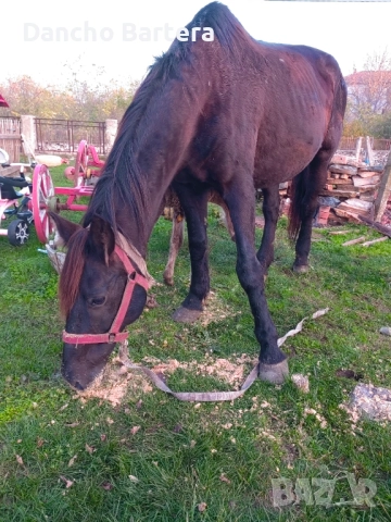 Kobila, снимка 2 - Коне - 52445750