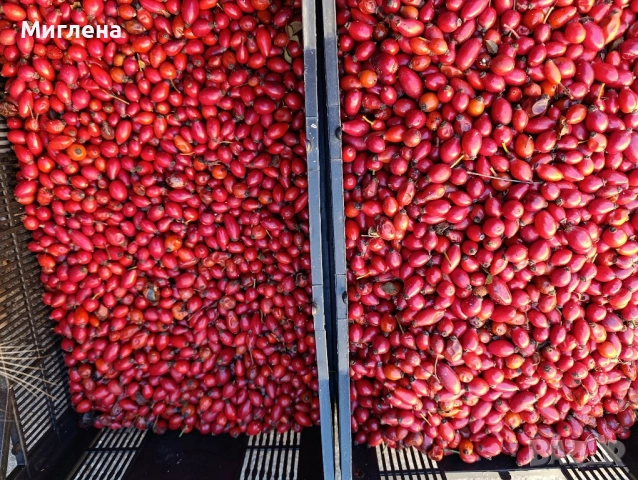 Прясна диворастяща шипка, снимка 2 - Хранителни добавки - 52412735