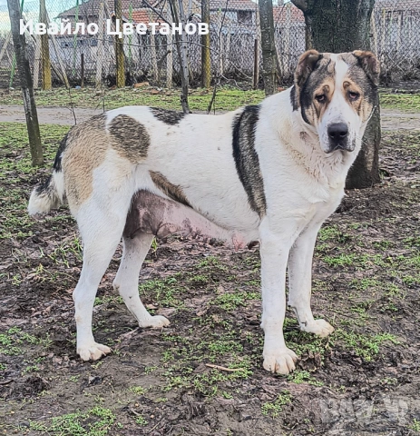 Алабай, снимка 6 - Алабай - 53766290
