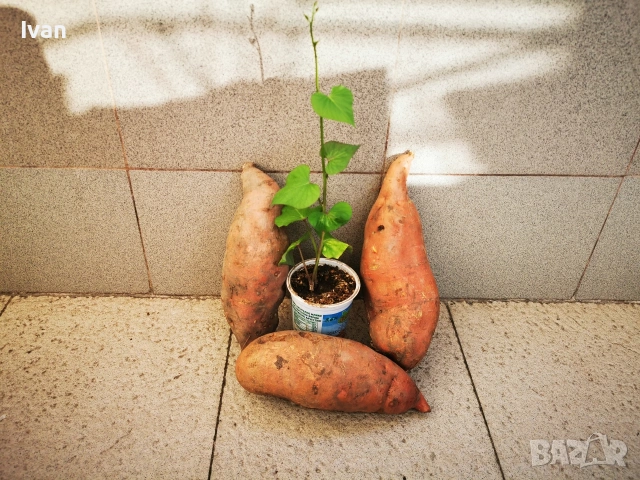 Разсад от батати (сладък картоф) , снимка 5 - Разсади - 54294586