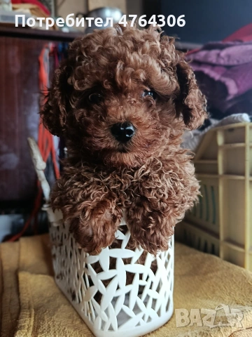 той пудел червен, с две ваксини,паспорт, снимка 3 - Пудели - 54179605