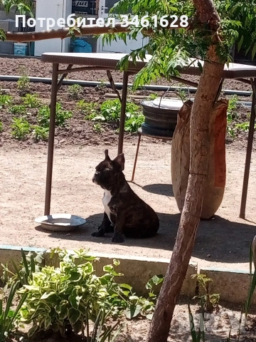 френски булдог