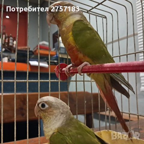 продавам папагали пирура 2025
