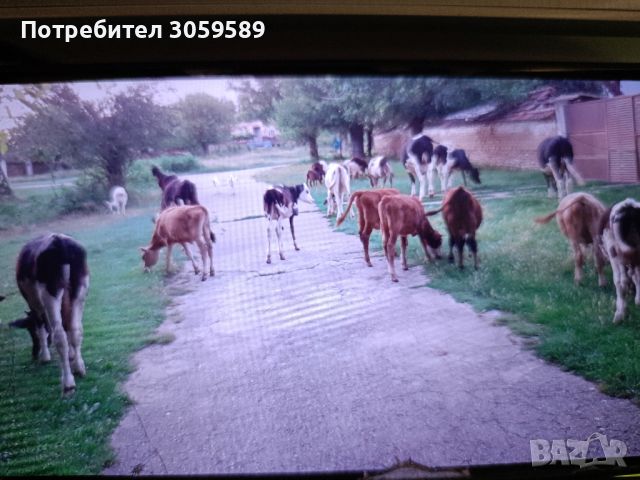 4 кози с 6 ярета и 1 пръч, снимка 3 - Кози - 46098132