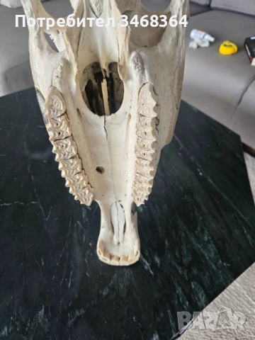 Конски череп за декорация - ръчно рисуван, снимка 12 - Декорация за дома - 51777796