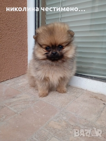 мини момиченце померан, снимка 3 - Померан - 52788783