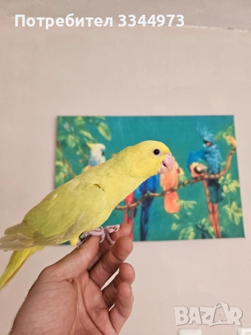 малки александри , снимка 9 - Папагали - 54236327