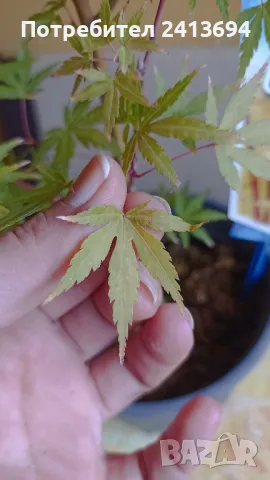 Acer palmatum sangokaku , снимка 2 - Градински цветя и растения - 47567339