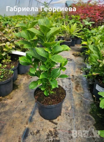 Хортензия за сянка , снимка 2 - Градински цветя и растения - 50569391