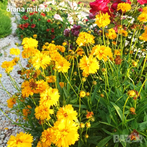 Кореопсис, Coreopsis Grandiflora 'Early Sunrise', снимка 10 - Градински цветя и растения - 39506437