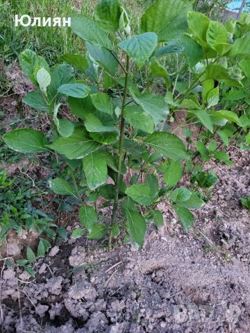 Хортензия БЯЛА ,Hydrangea arborescens, снимка 6 - Градински цветя и растения - 40915948