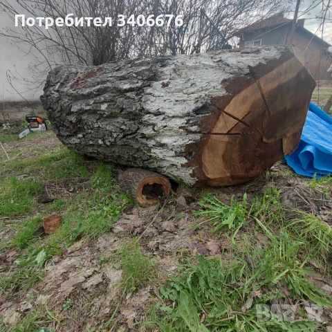 Ствол от вековен орех, снимка 2 - Дърводелски услуги - 54030859