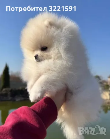 Померан , снимка 3 - Померан - 49858182