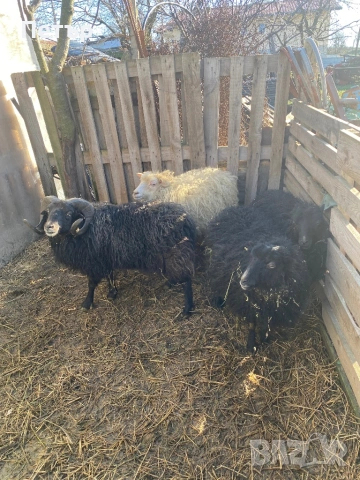 Продавам шутлански овце , снимка 4 - Овце - 49606595