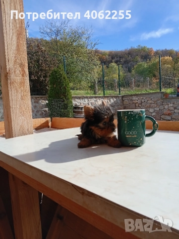 Продавам мини йоркширски териери , снимка 5 - Йоркширски териер - 52590670