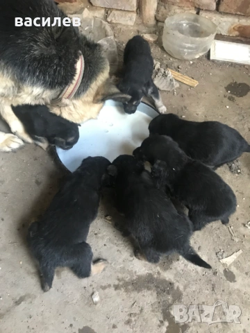 немска овчарка, снимка 2 - Немска овчарка - 53832464