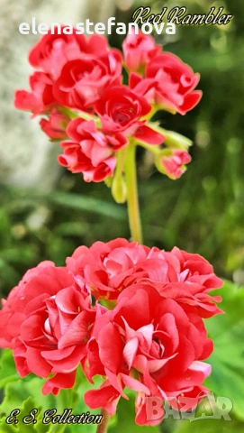 Три големи сортови мушката, растения-майки, снимка 4 - Стайни растения - 54020513