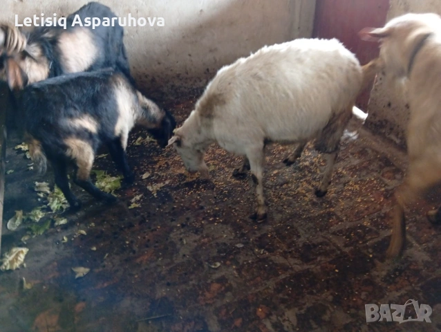 Продавам две кози и два пръча, снимка 8 - Кози - 53063534