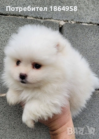 Бебета ПОМЕРАН Доставка, снимка 4 - Померан - 53765257