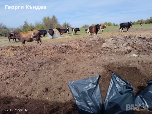 Говежда угнила тор в чували, снимка 3 - Тор и почвени смеси - 52229795