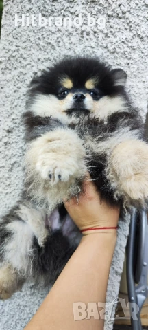 Померан , снимка 1