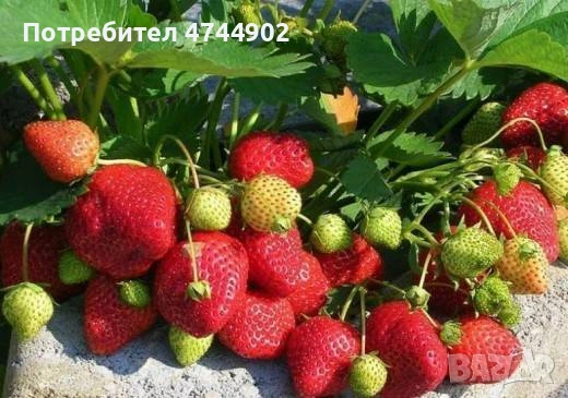 Prodavam razsad celogodishni qgodi sort Фавори , снимка 2 - Разсади - 53576596