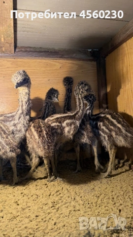 Бебета Голямо Ему