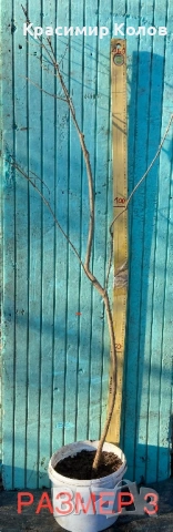 Нарове – селекция от много сортове с различни характеристики ,растения, дръвчета, снимка 15 - Градински цветя и растения - 52516852