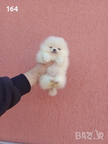 Миниатюрно мини момиче. Мини Померан. Реални снимки от 11.03.26г. , снимка 3 - Померан - 53794566