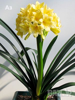 Продавам цветя Кливия, цвят жълт, преди цъфтеж, снимка 1 - Стайни растения - 46238494