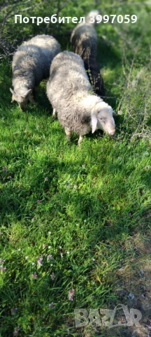 продавам 3 броя мъжки шилета, снимка 3 - Овце - 54127212