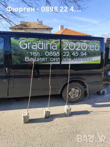  Орех Пекан - Фиданки , снимка 16 - Разсади - 47897202