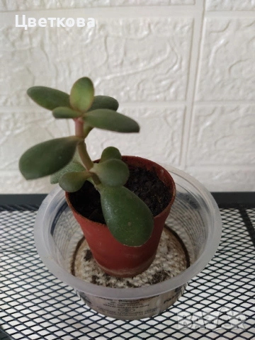 7 различни копривки+подарък и отстъпка, снимка 8 - Стайни растения - 53475491