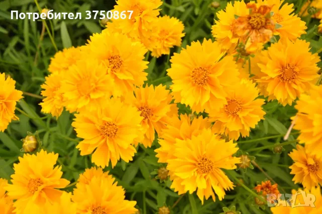 💛🧡💛 Кореопсис /Coreopsis/ 💛🧡💛, снимка 2 - Градински цветя и растения - 48916837