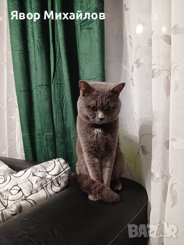 Късокосместа британка , снимка 5 - Британска късокосместа - 52327095