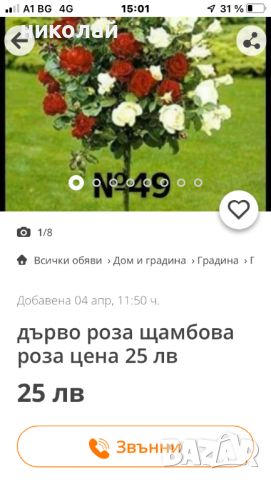 Щамбови рози- Внимавайте с този продавач, снимка 1 - Разсади - 45764813