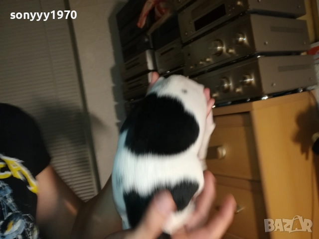 ЖЕНСКО КУТРЕ ДЖАК РЪСЕЛ 1310250645, снимка 17 - Джак ръсел териер - 52032852