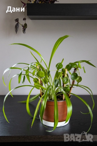 🌿 Китайска паричка (Pilea peperomioides) + Хлорофитум (Chlorophytum comosum) в едно 🌿, снимка 12 - Стайни растения - 52061152