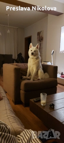 Акита Ину мъжки търси партньорка, снимка 3 - Търси партньор - 53932323