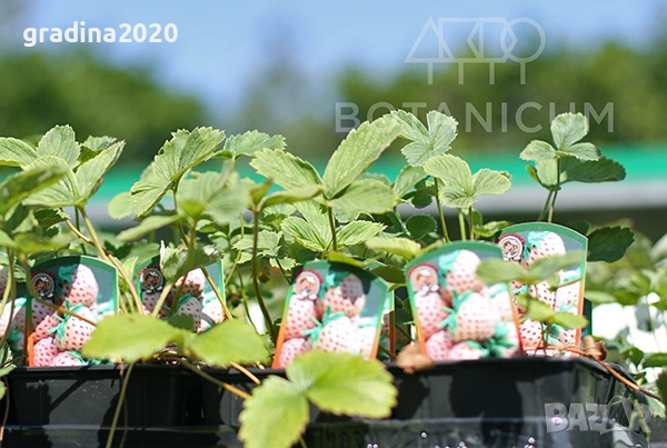 Бяла ягода - ананасова , снимка 6 - Стайни растения - 27205117