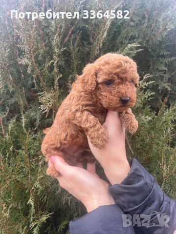 Мини пусел, снимка 12 - Пудели - 53276952