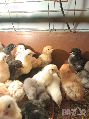 Селски, дворни пиленца, снимка 5 - Кокошки и пуйки - 54002765