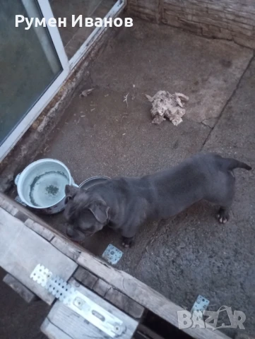 Американско були-покет , снимка 1