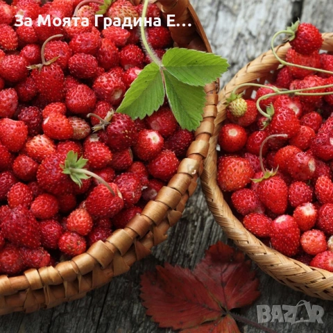 Горска ягода - Регина, снимка 2 - Разсади - 53623673