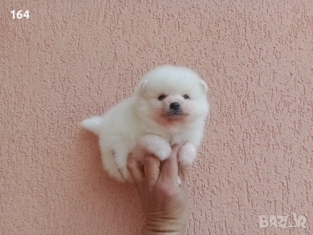 Померани. Прекрасен избор! Реални снимки!, снимка 9 - Померан - 54135372