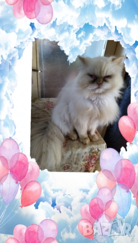 Ваксинирани персийски дългокосмести котки с ЕС паспорти,микрочипирани! , снимка 12 - Персийска - 45572562