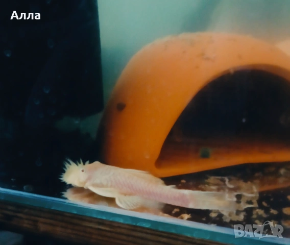 Анцитруси малки и големи 